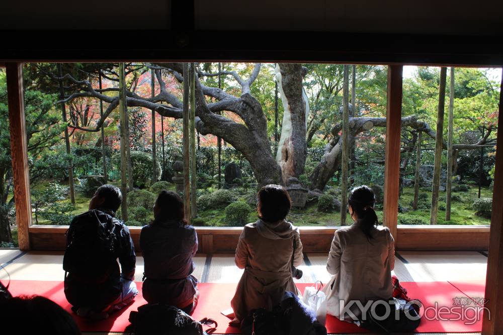 宝泉院　五葉松