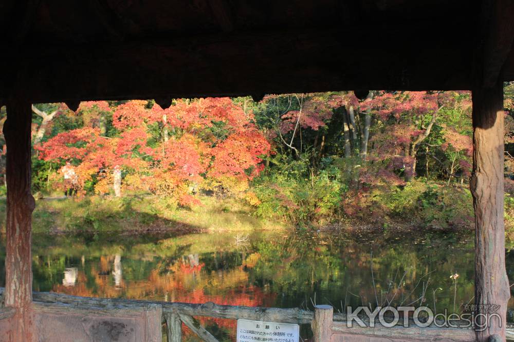 京都府立植物園　紅葉