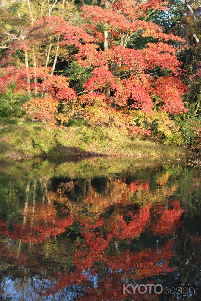 京都府立植物園　紅葉