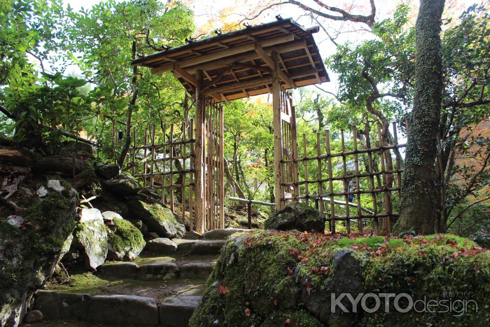 紅葉の高雄　高山寺　茶園4