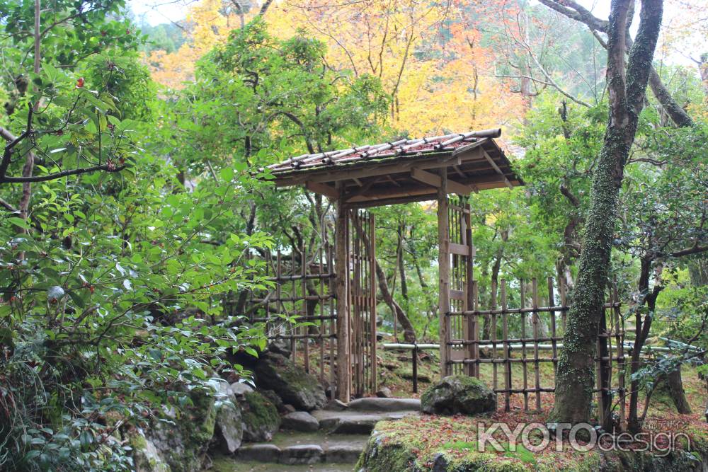 紅葉の高雄　高山寺　茶園