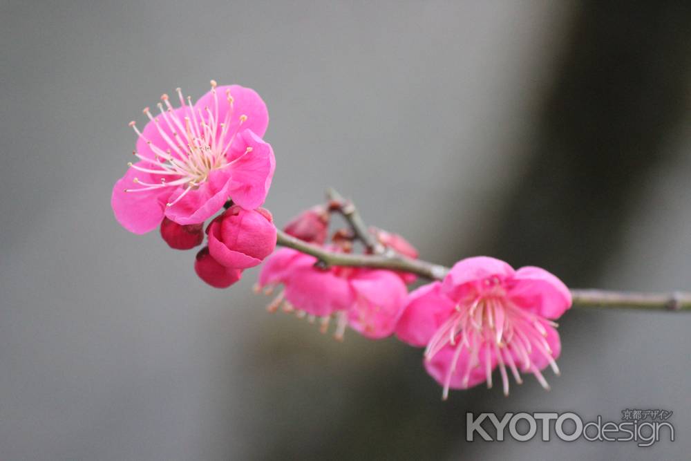 下鴨神社の梅2