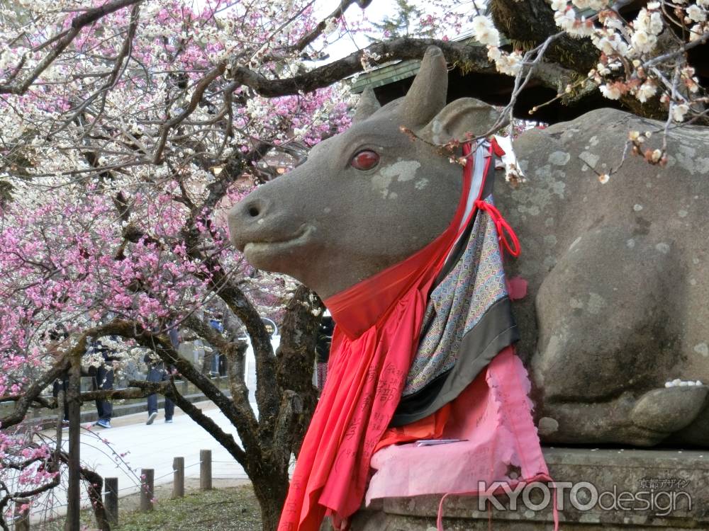 北野天満宮 梅と牛