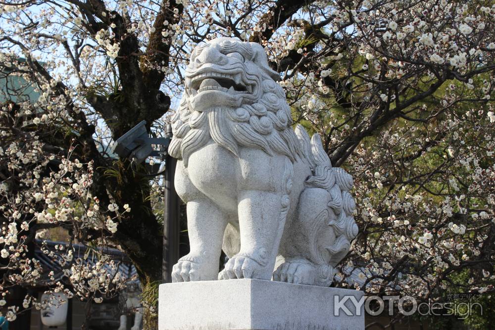 北野天満宮狛犬と梅