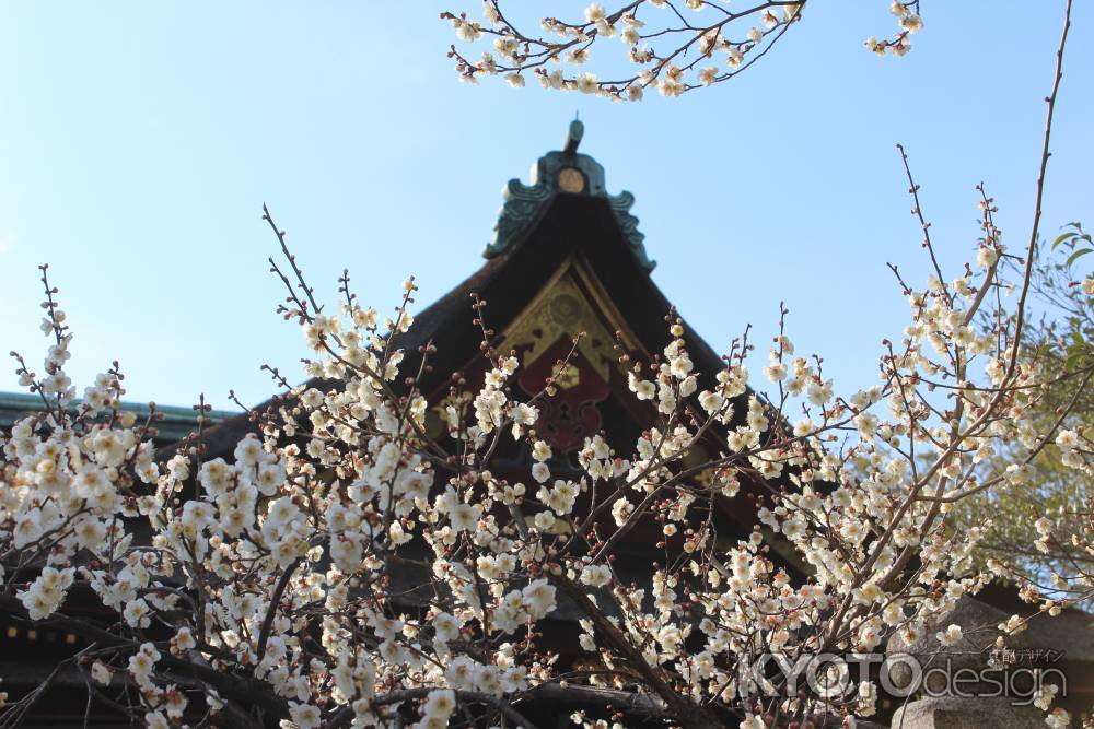 北野天満宮　梅