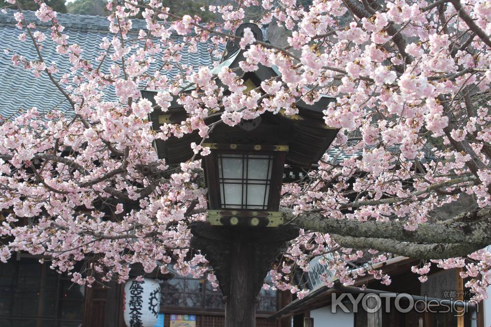 虚空蔵法輪寺の桜2