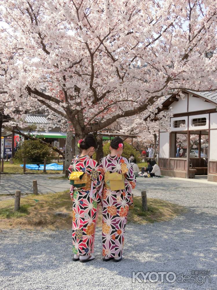 嵐山の桜