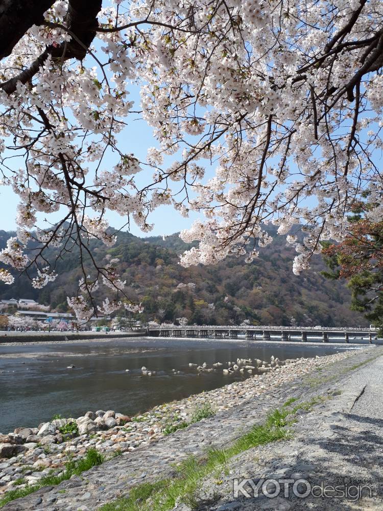 嵐山の桜