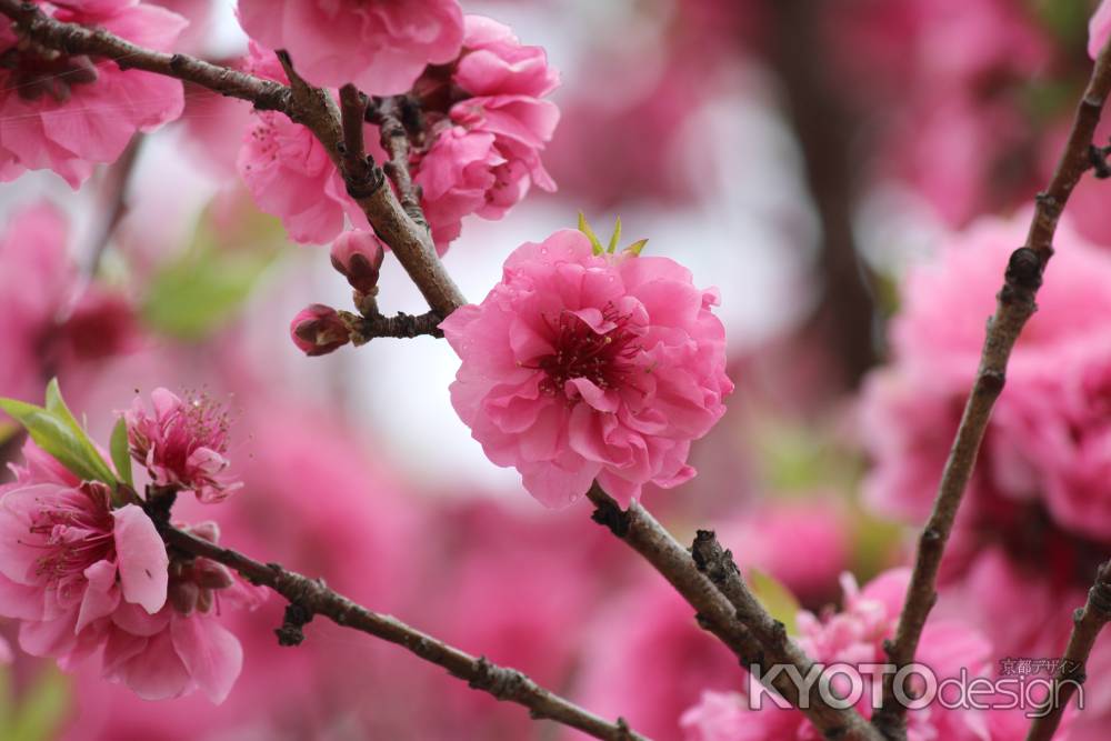 背割堤の桃の花