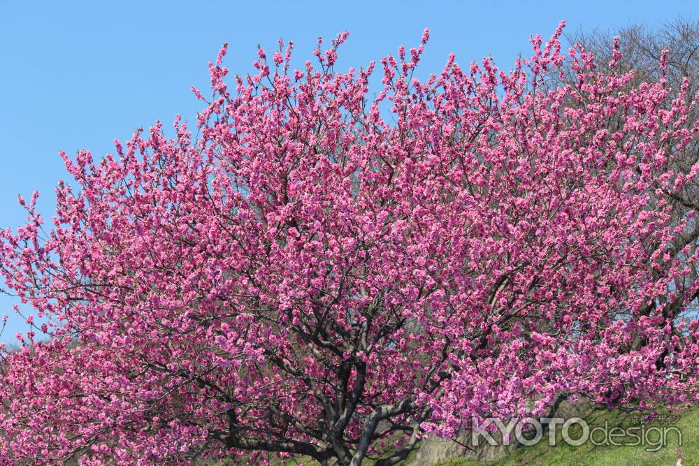 背割堤の桃の花