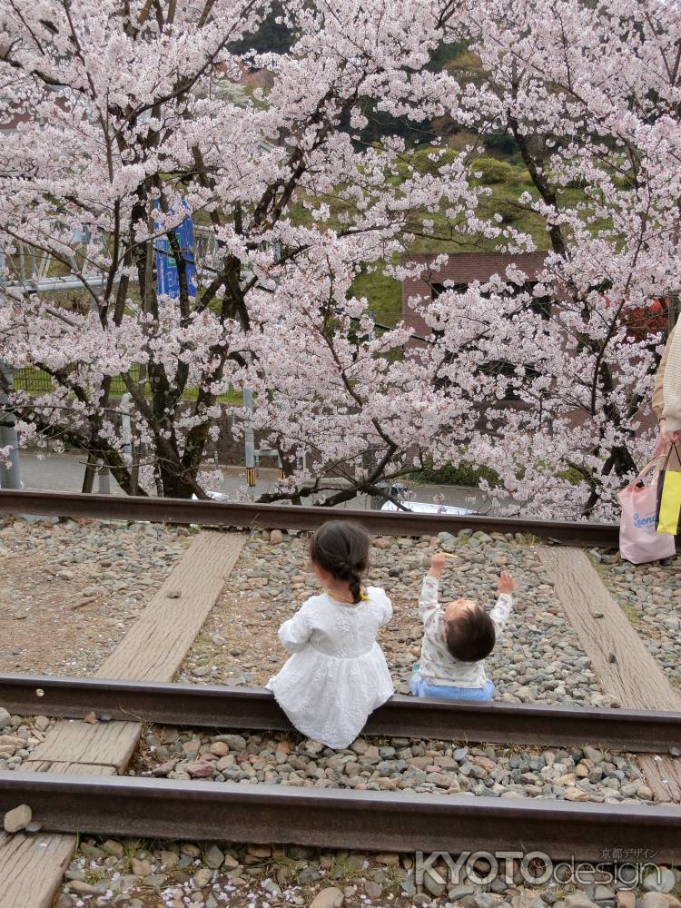 インクラインの桜