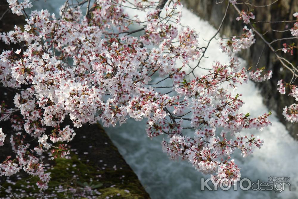 琵琶湖疎水の桜