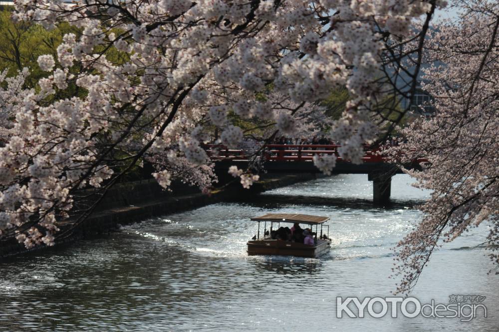 琵琶湖疎水の桜