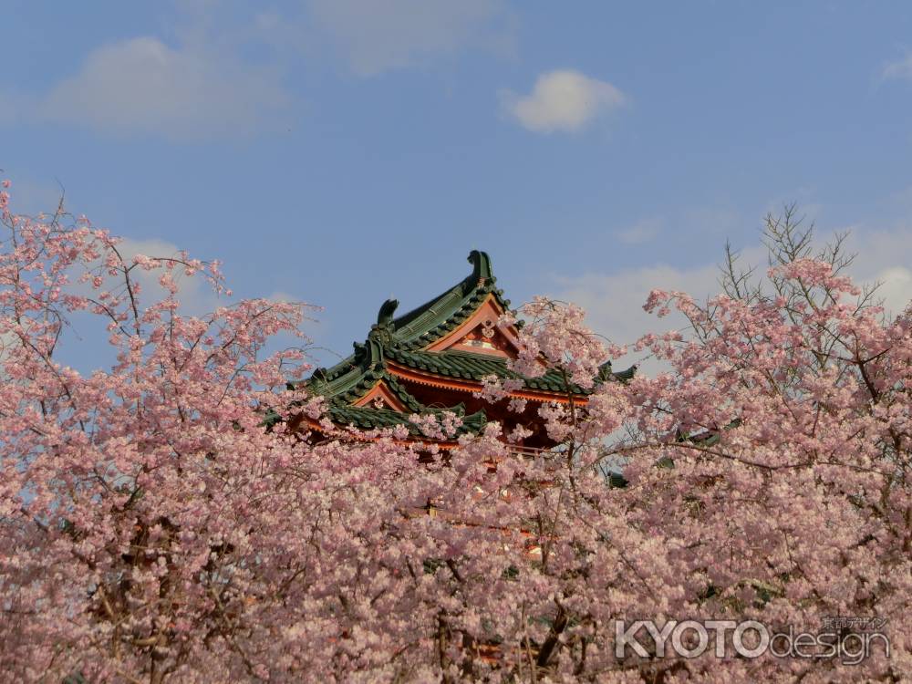 平安神宮神苑の桜