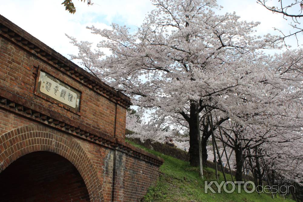 インクラインの桜