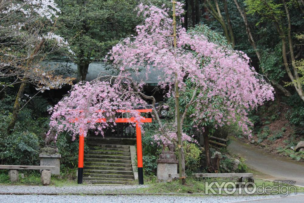 神田稲荷大神の桜