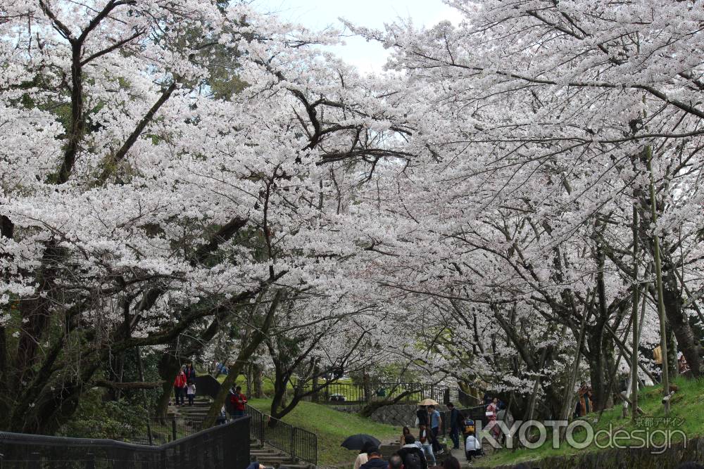 インクラインの桜