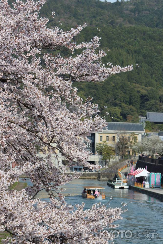 琵琶湖疎水の桜