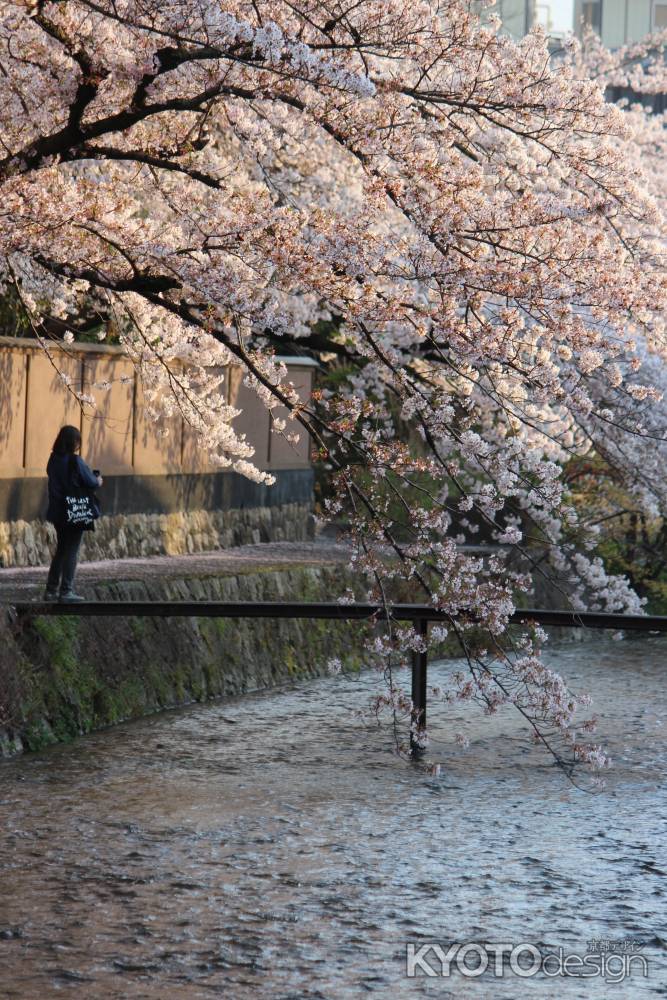 白川の桜