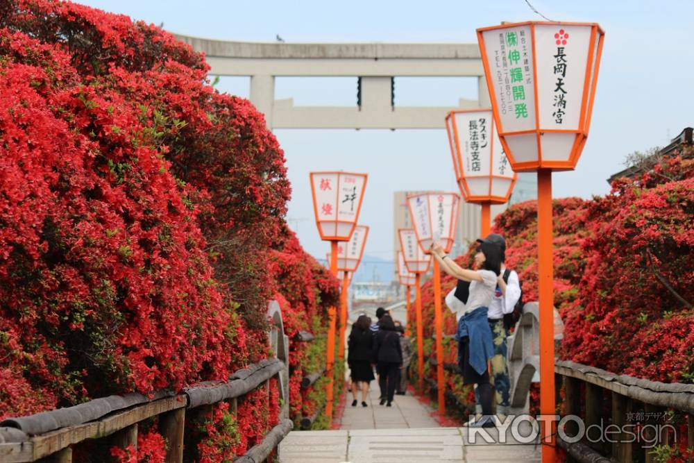 長岡天満宮のツツジ