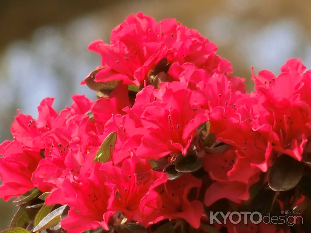 長岡天満宮のツツジ