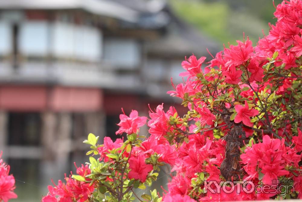 長岡天満宮のツツジ