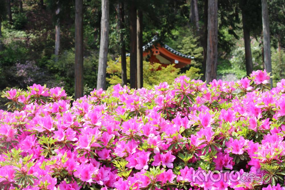 三室戸寺のつつじ1