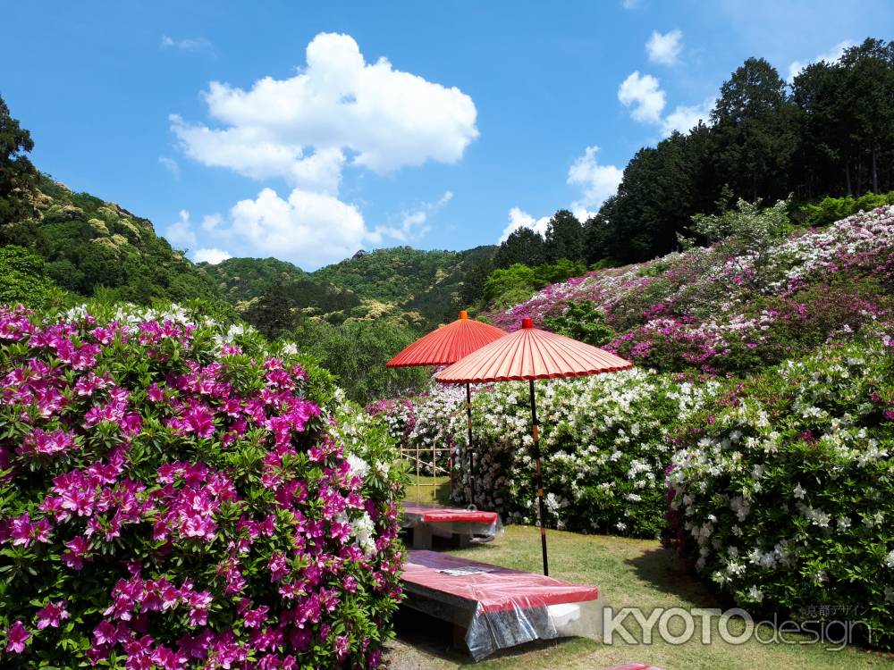 三室戸寺のつつじ3