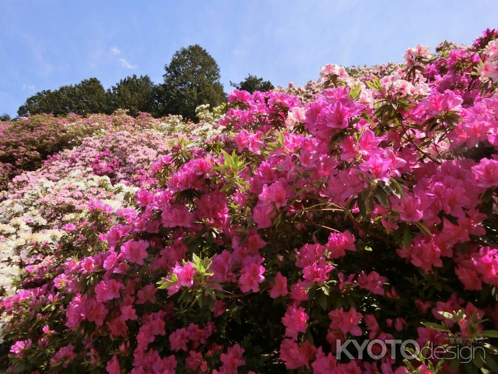 三室戸寺のつつじ5