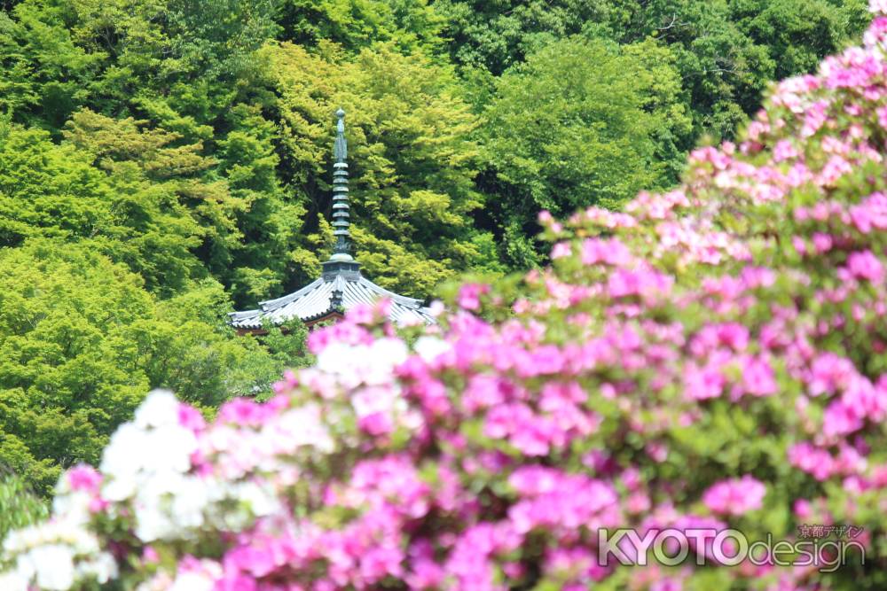 三室戸寺のつつじ6