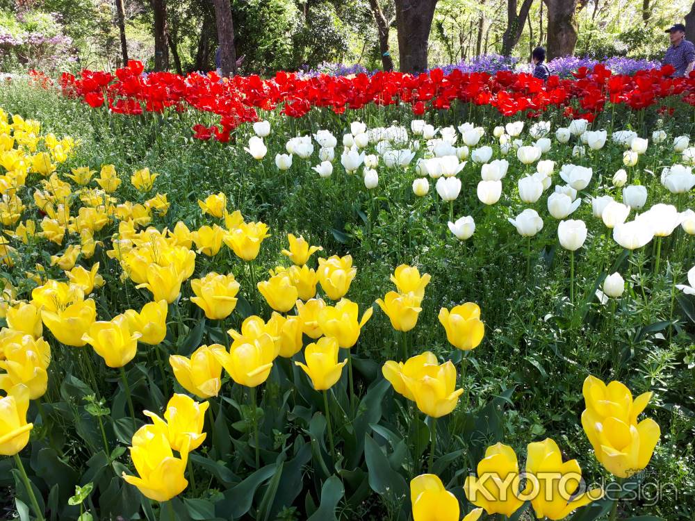 京都府立植物園のチューリップ