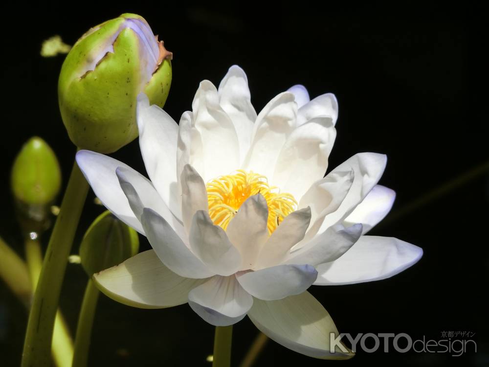 京都府立植物園　睡蓮