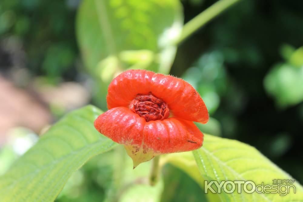 京都府立植物園　ホットリップス