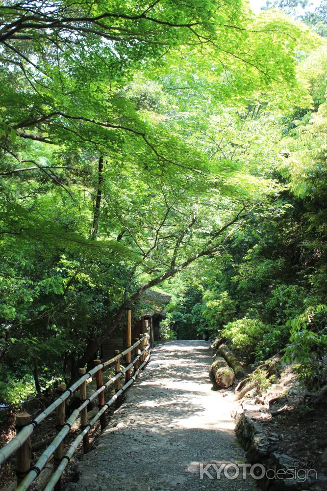 嵐山　大悲閣千光寺参道　