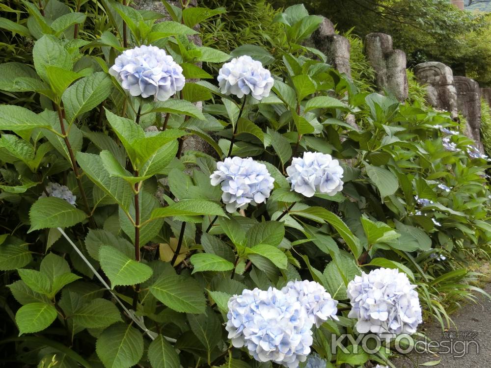 嵐山　あじさい