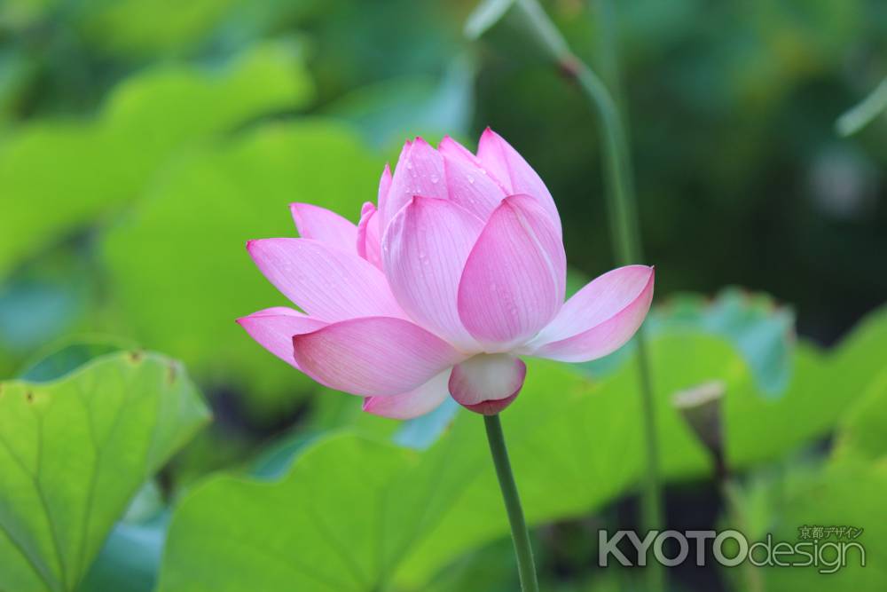 大谷祖廟の蓮の花