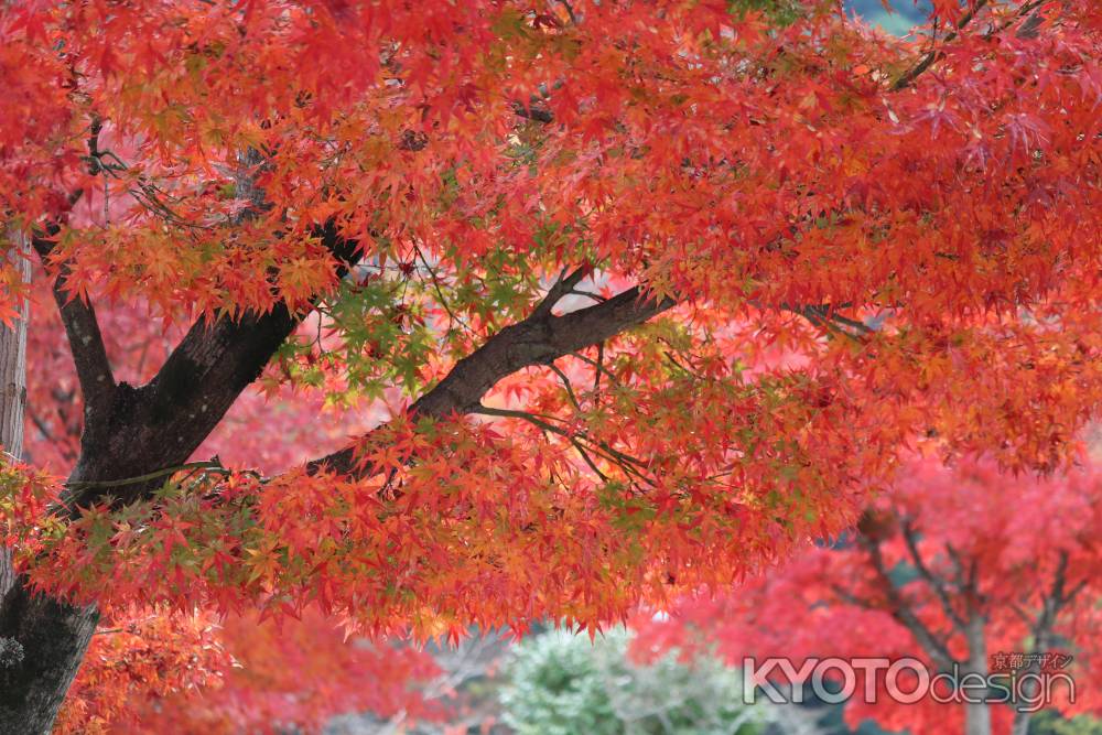 宝厳院の紅葉