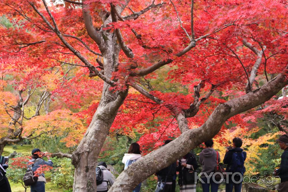 宝厳院の紅葉2