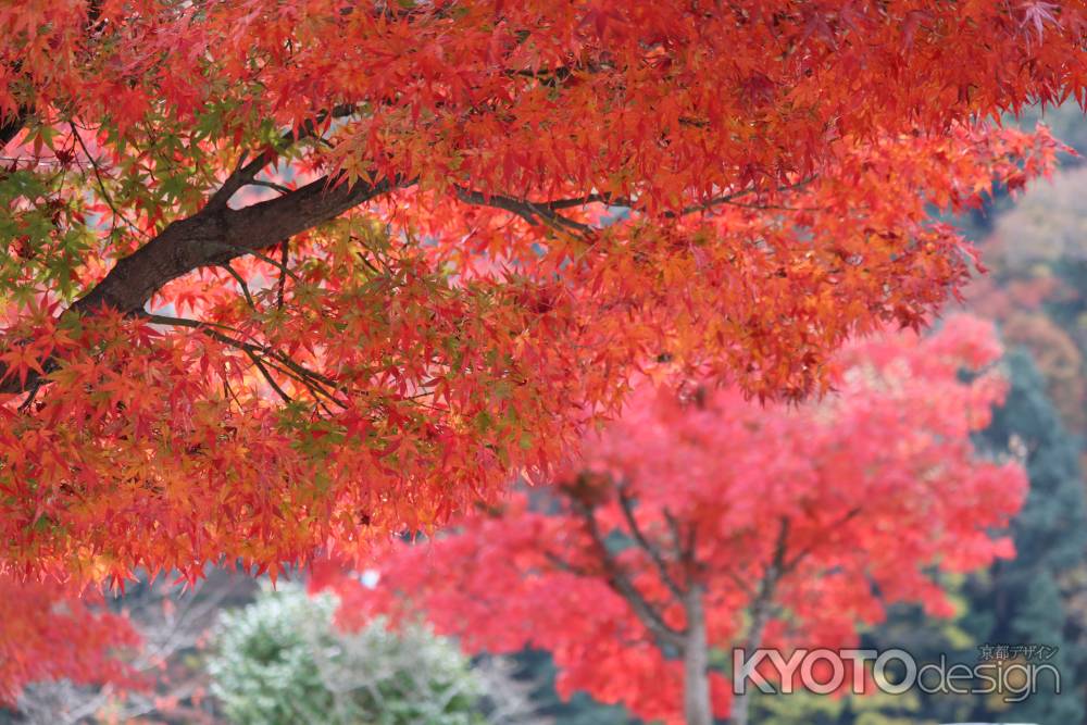 宝厳院の紅葉