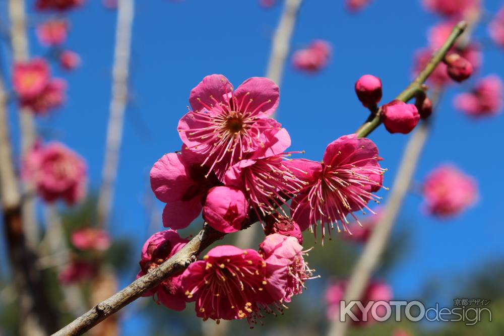 京都府立植物園　梅3