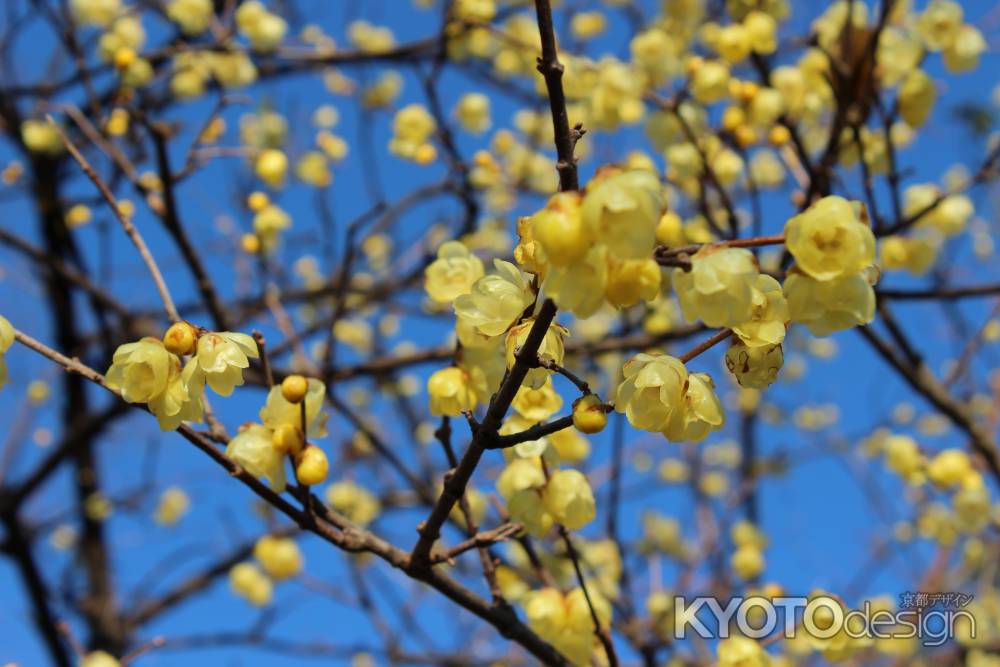 京都府立植物園　ロウバイ