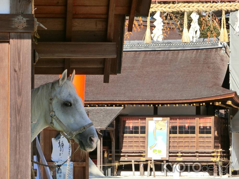 上賀茂神社　神馬　神山号