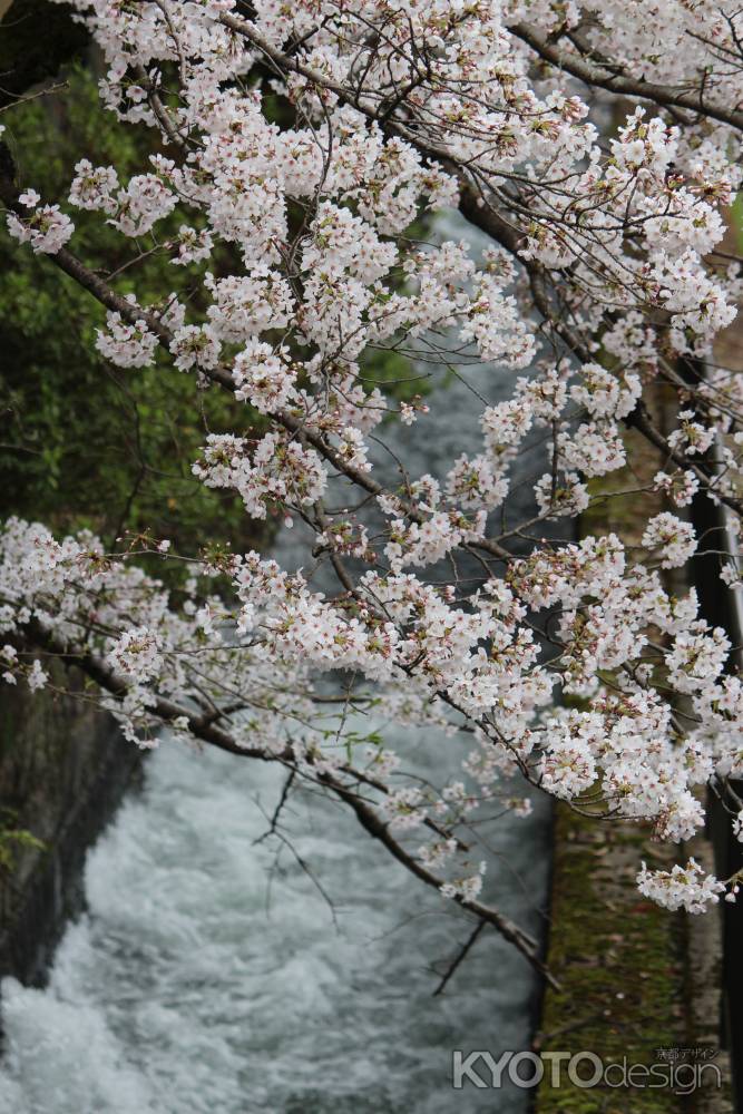 蹴上インクラインの桜3