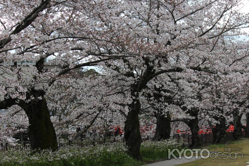 岡崎公園京セラ美術館の桜1