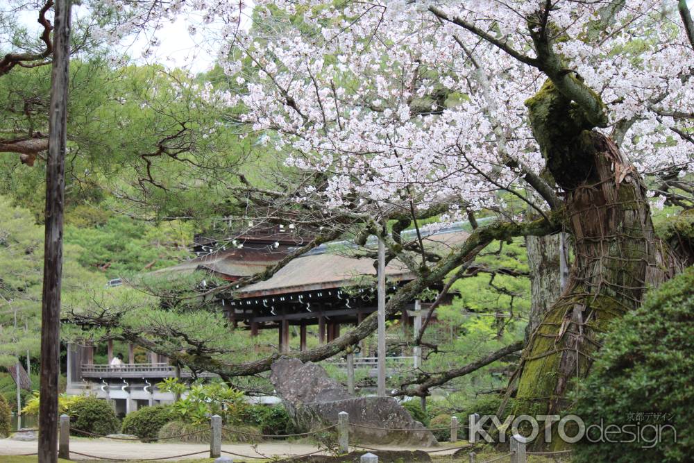 平安神宮神苑の桜2