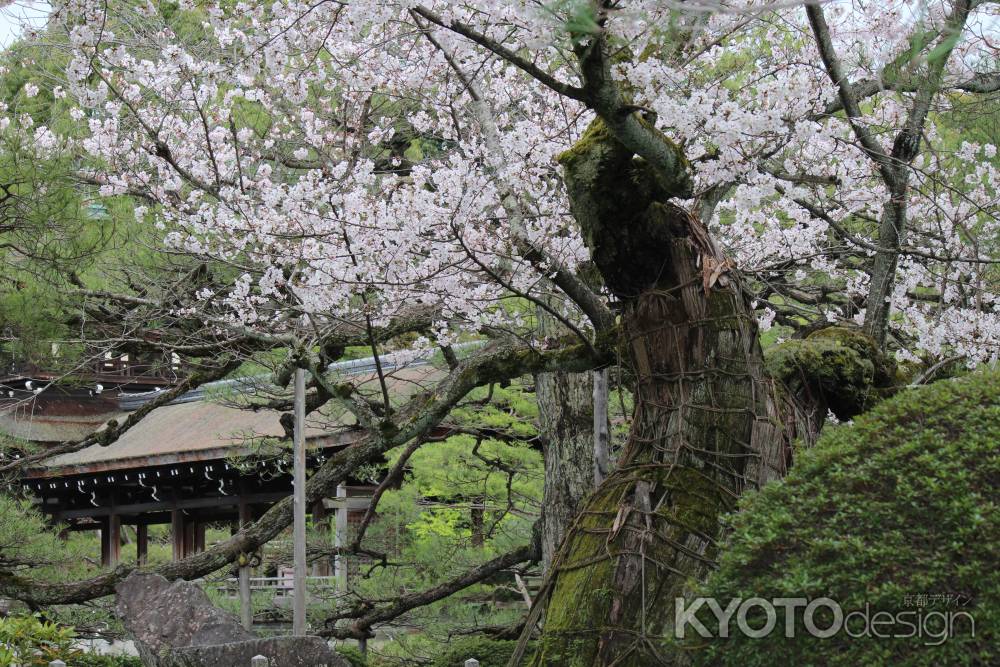 平安神宮神苑の桜3