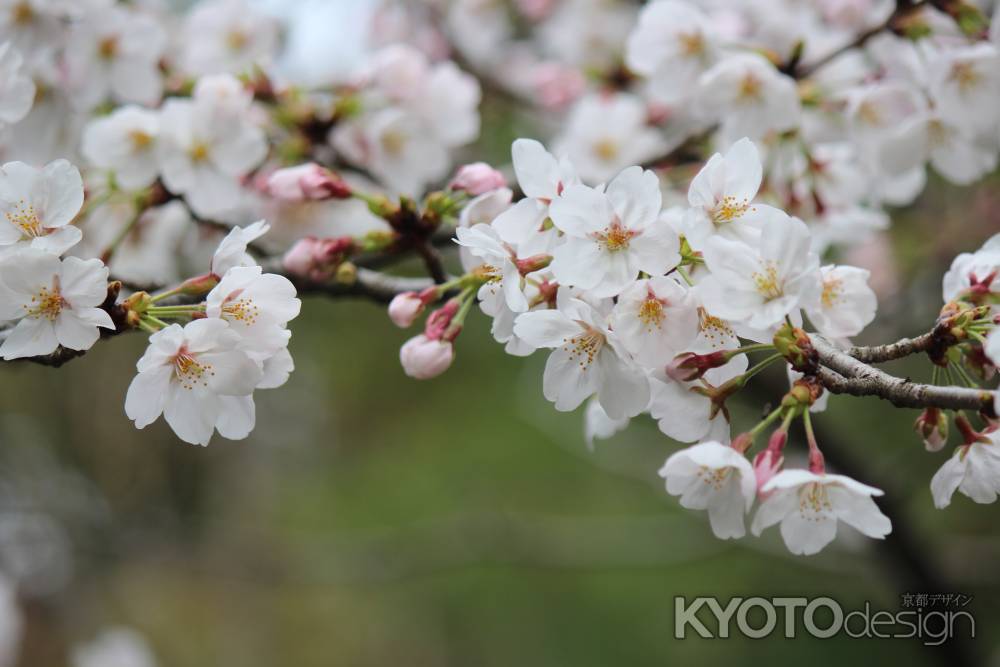 平安神宮の桜2