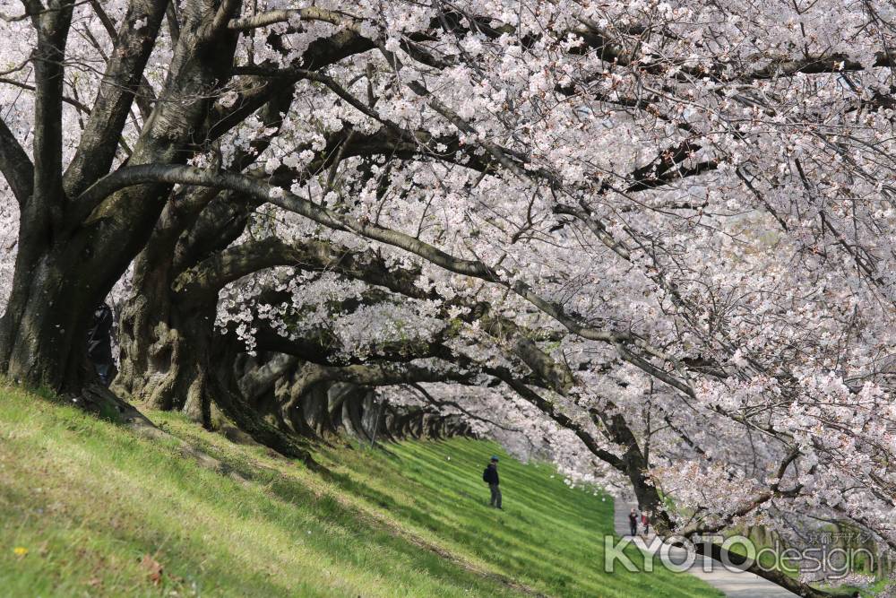 背割り堤桜2