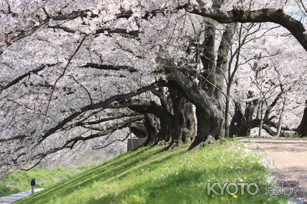 背割り堤桜3