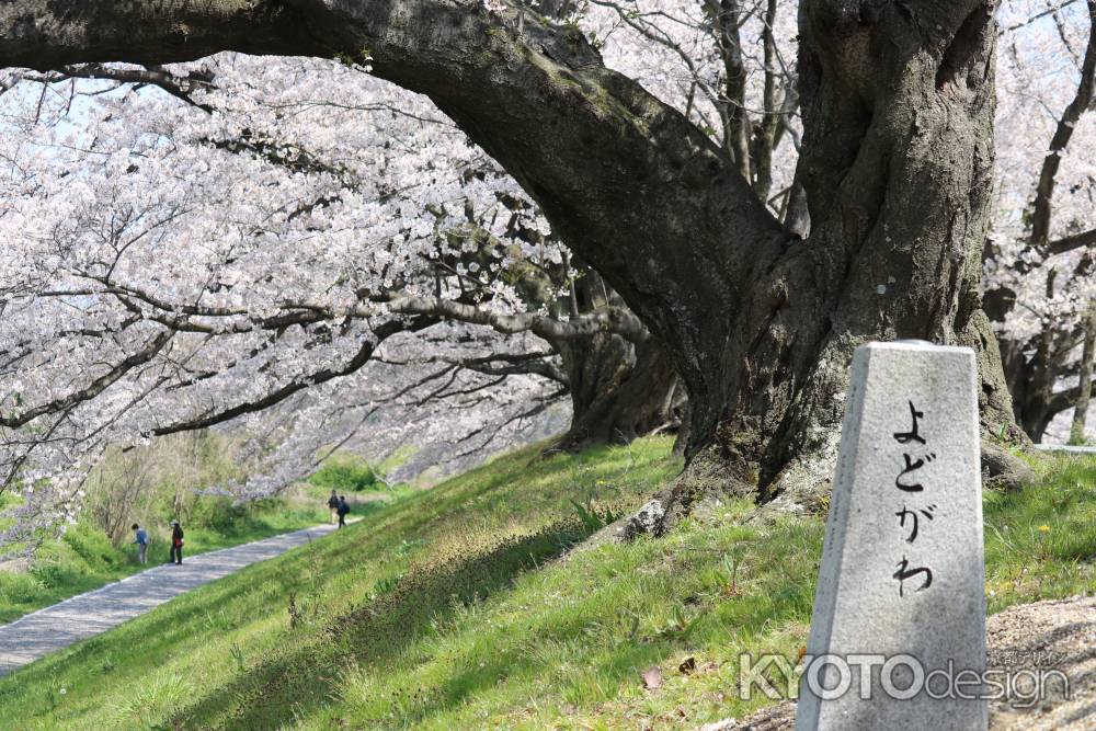 背割り堤桜4